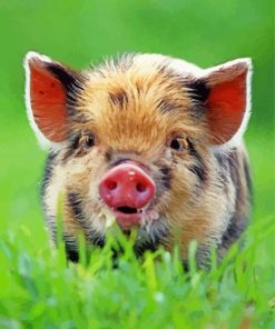 Baby Wild Boar Paint By Numbers