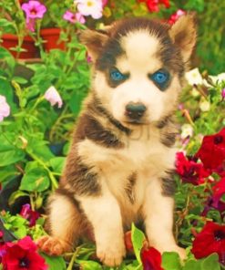 Brow-Toned Husky Paint By Numbers