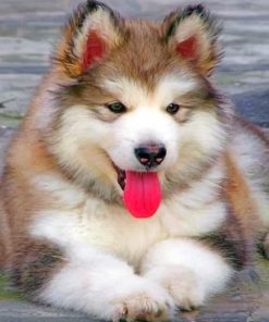 Brown Husky Puppy Paint By Numbers