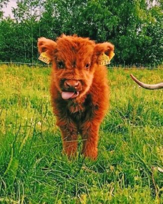 Highland Cow Calf Paint By Numbers