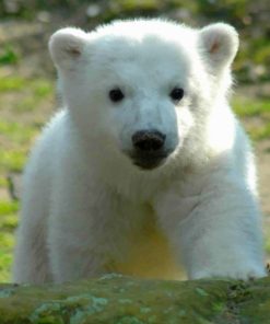 Baby Knut Polar Bear Paint By Numbers