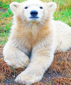 Baby Polar Bear Artwork Paint By Numbers
