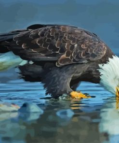 Bald Eagle Bird Paint By Numbers