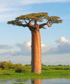 Baobab Landscape Serenity Paint By Numbers