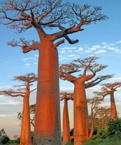 Baobab Tree Landscape Paint By Numbers