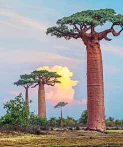 Baobab Landscapes Paint By Numbers