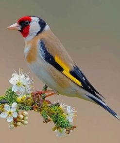 Colorful Bird Paint By Numbers