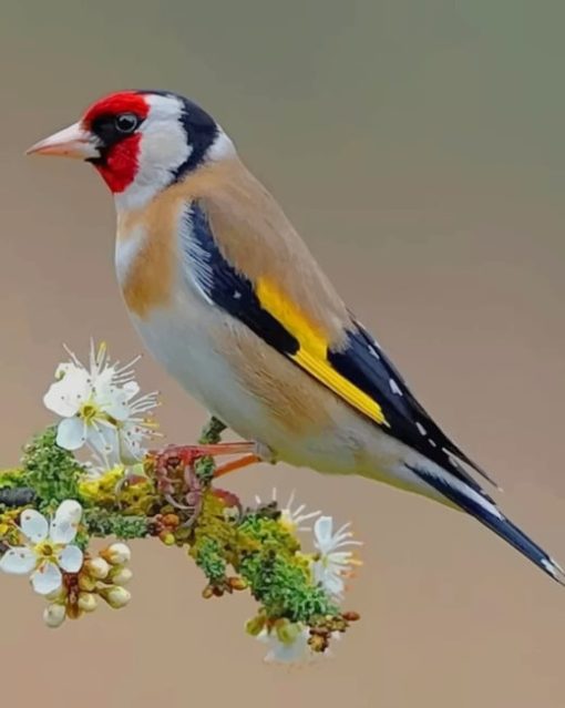 beautiful-bird-paint-by-numbers
