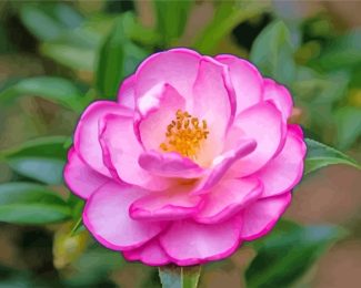 Pink Camellia Flower Paint By Numbers