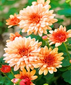 Chrysanthemum Blooms Paint By Numbers