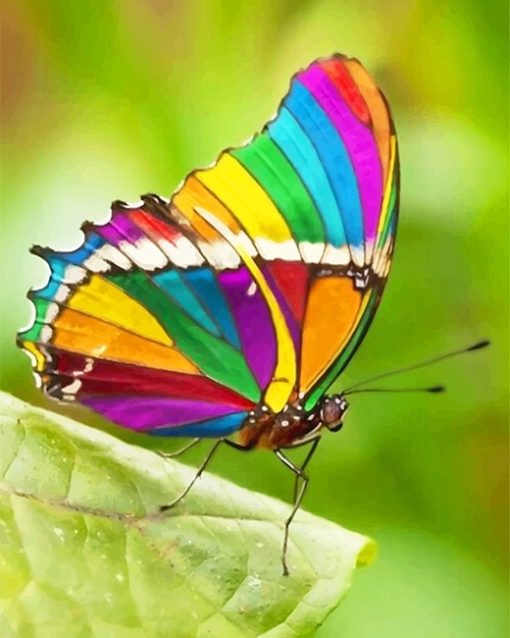 beautiful-rainbow-butterfly-adult-paint-by-numbers