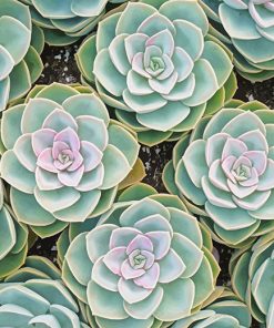 Beautiful Green Succulent Paint By Numbers