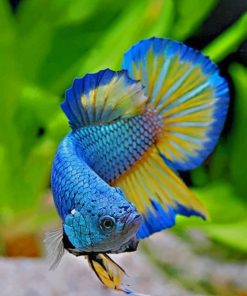Betta Fish Ocean Scene Paint By Numbers