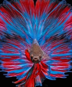 Siamese Fighting Fish Paint By Numbers