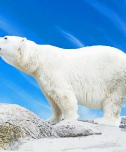 Polar Bear Arctic Paint By Numbers
