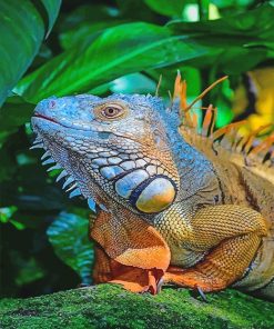 Colorful Iguana Paint By Numbers