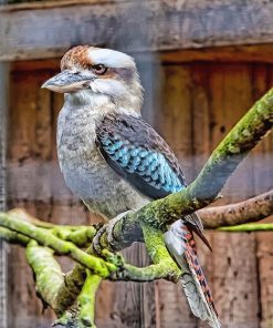 Blue Winged Kookaburra Birds Paint By Numbers