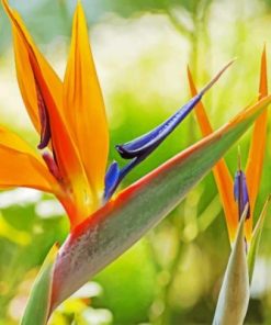 Orange Bird of Paradise Flower Paint By Numbers