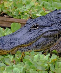 Swamp Alligator Paint By Numbers