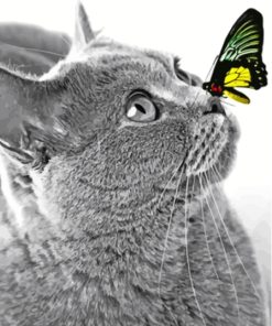 Black White Cat and Butterfly Paint By Numbers