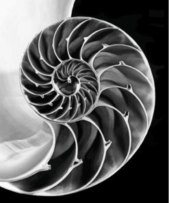 Geometry Black and White Paint By Numbers