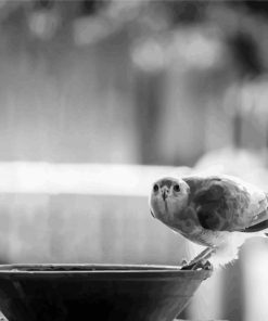 Black and White Bird Scene Paint By Numbers