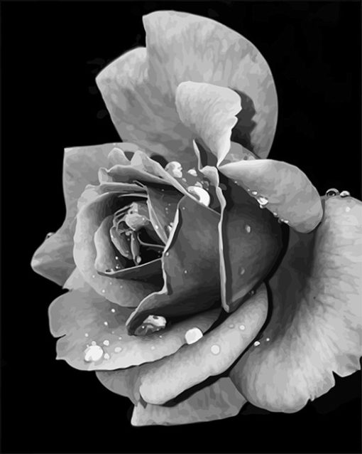 black-and-white-rose-adult-paint-by-numbers