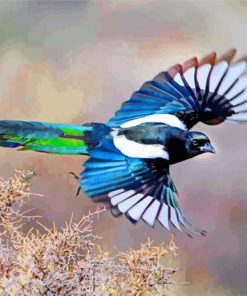 Black Billed Magpie Bird Art Paint By Numbers