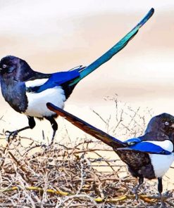 Black Billed Magpie Bird Paint By Numbers