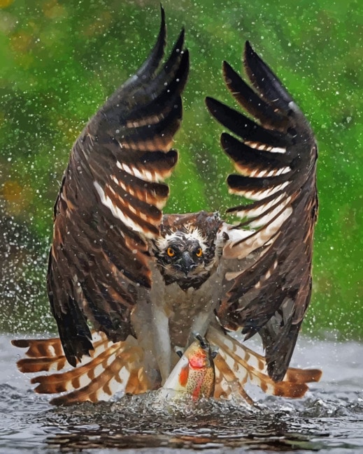 Finalizing the paint by numbers artwork