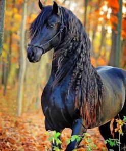Friesian Horse Artwork Paint By Numbers