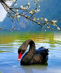 Majestic Black Swan Paint By Numbers