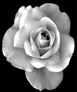 Black and White Rose Art Paint By Numbers