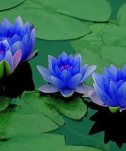 Blue Lotus Blooms Paint By Numbers