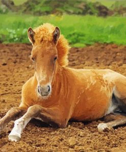 Blond Foal Horses Paint By Numbers