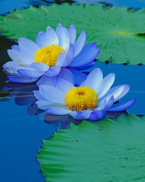 blue-Sacred-lotus-paint-by-numbers
