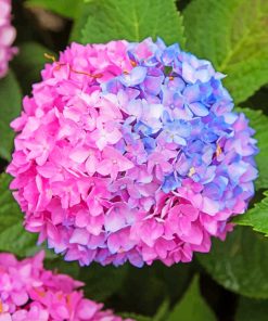 Blue and Pink Hydrangeas Paint By Numbers