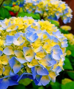Blue and Yellow Hydrangea Flower Paint By Numbers