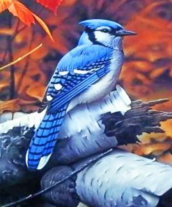 Blue Jay Birds Paint By Numbers for Bird Lovers