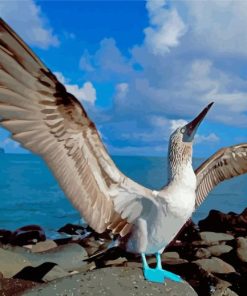Blue Footed Booby Bird Paint By Numbers