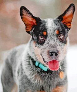 Blue Heeler Van Gogh Style Paint By Numbers