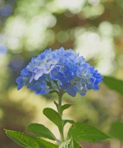 Blue Hydrangeas Paint By Numbers