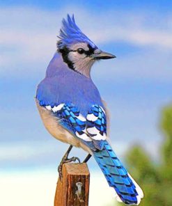 Blue Jay Bird Paint By Numbers
