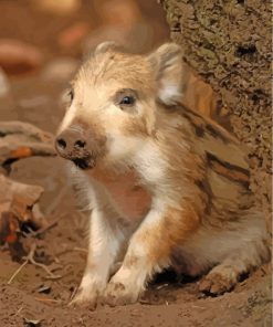 Baby Boar Animals Paint By Numbers