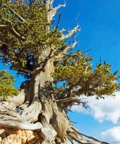 Bristlecone Pine Tree Paint By Numbers
