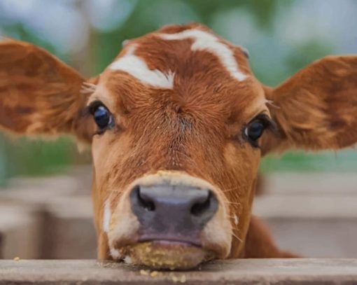brown-baby-cow-paint-by-number
