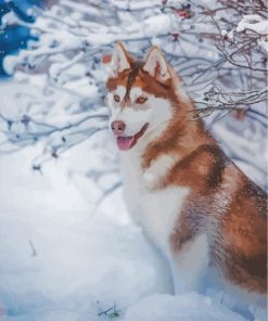 Brown Husky Dog in Snow Paint By Numbers
