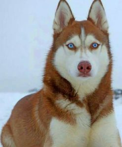 Brown Husky Blue Eyes Paint By Numbers