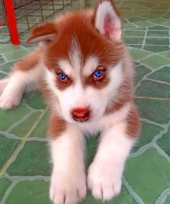 Brown Husky Puppy Paint By Numbers