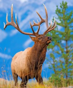 Majestic Elk in Forest Paint By Numbers